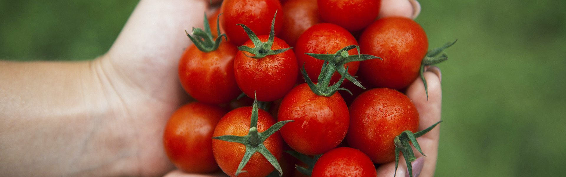 Proč jíst rajčata celý rok?